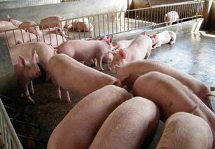 廣西興賓區畜牧水產部門5人因生豬檢疫失職被立案調查